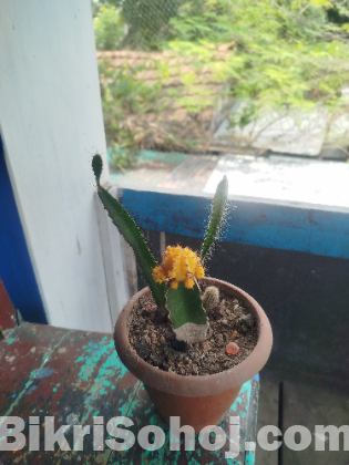 Moon Cactus